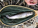 K2007-04-08 010.JPG